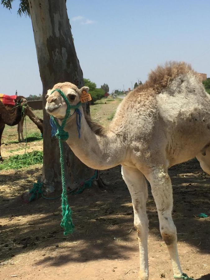 Riad Le Marrakech Berrima Marrakesz Zewnętrze zdjęcie